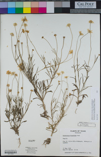 Tetraneuris linearifolia image