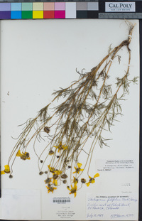 Thelesperma filifolium image