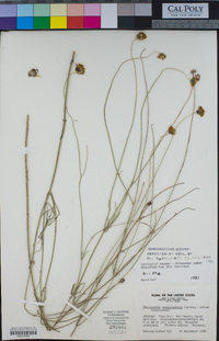 Thelesperma megapotamicum image