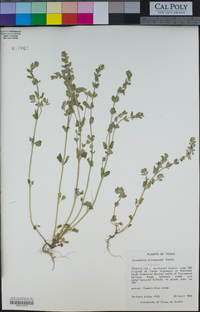 Image of Scutellaria drummondii