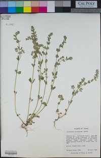 Scutellaria drummondii image