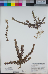 Scutellaria tuberosa image