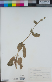 Stachys albens image