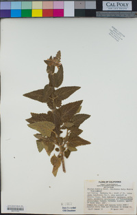 Stachys bullata image