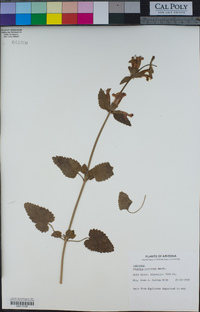 Stachys coccinea image