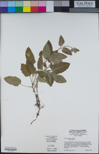 Stachys bullata image