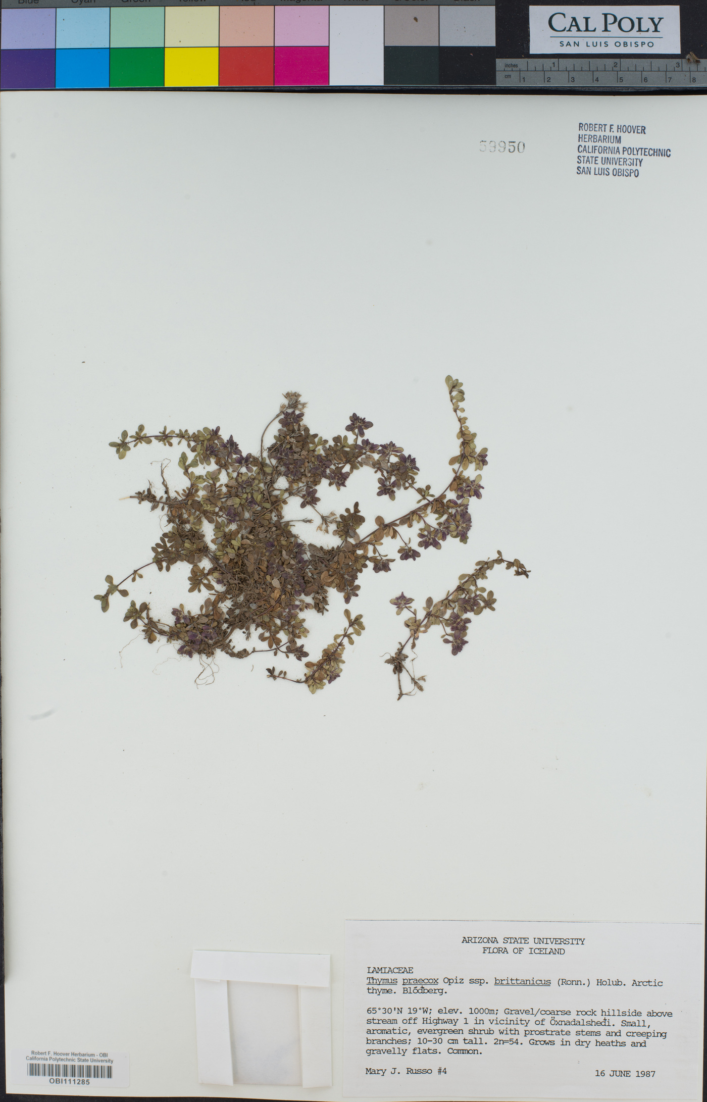 Thymus praecox subsp. britannicus image