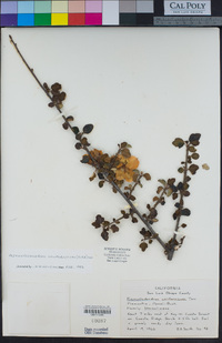 Fremontodendron californicum image