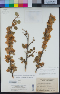 Fremontodendron californicum image