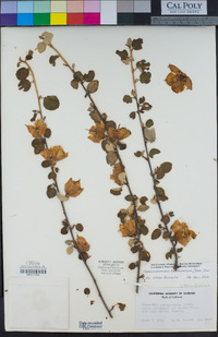 Fremontodendron californicum image