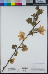 Fremontodendron californicum image