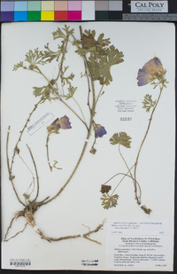 Sidalcea malviflora subsp. laciniata image