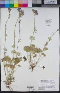 Sidalcea malviflora subsp. laciniata image