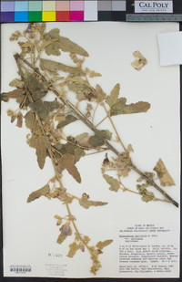 Sphaeralcea axillaris var. axillaris image
