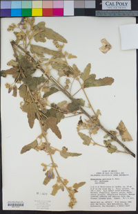 Sphaeralcea axillaris image