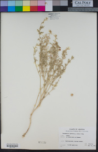 Image of Sphaeralcea leptophylla
