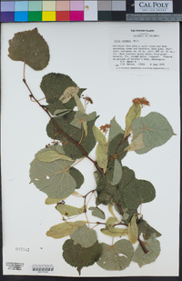 Tilia cordata image