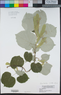 Tilia cordata image