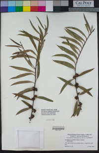 Eucalyptus acaciiformis image