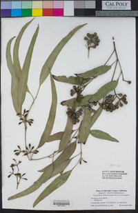 Eucalyptus albens image
