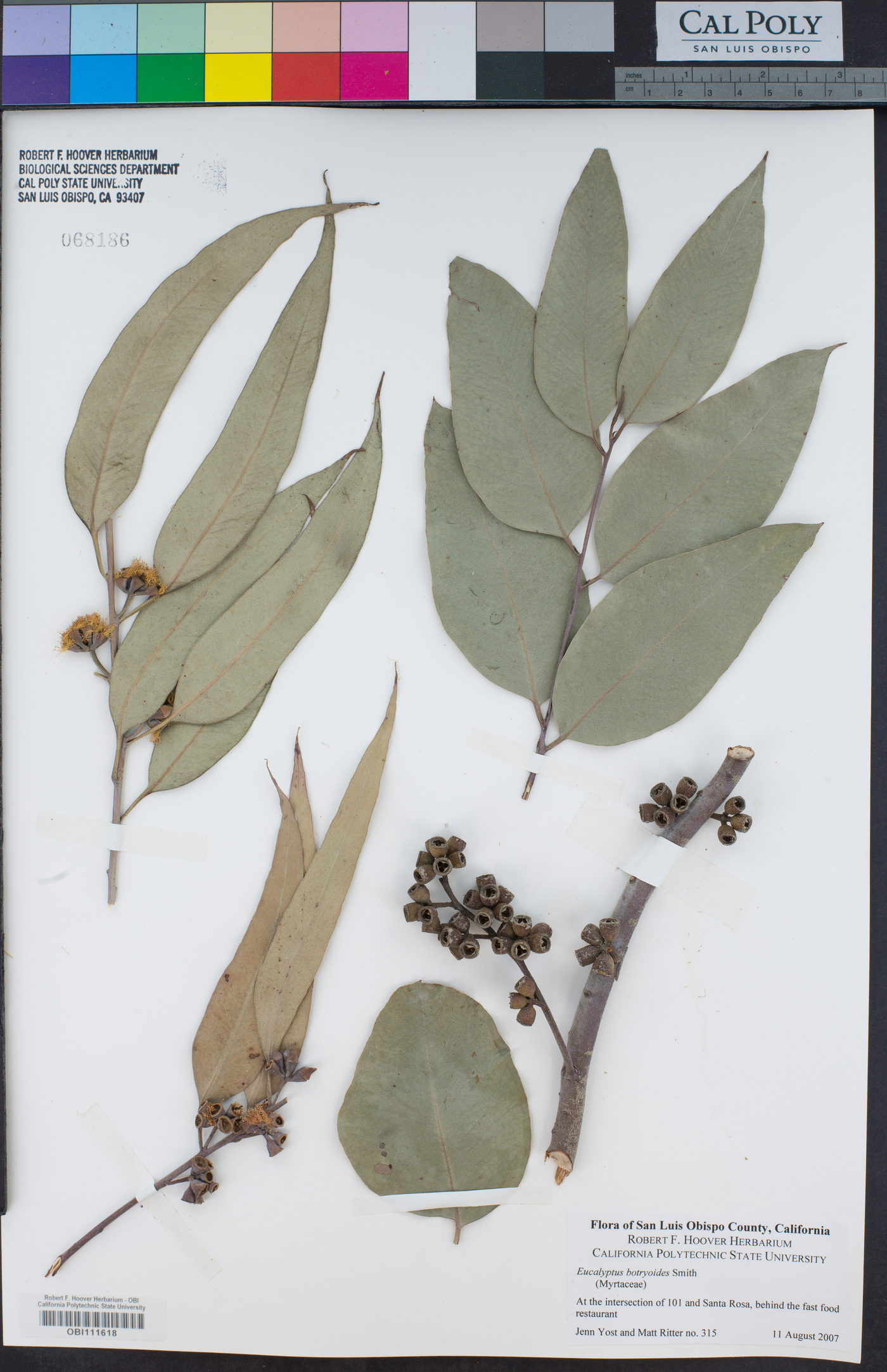 Eucalyptus botryoides image