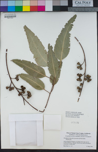 Eucalyptus botryoides image