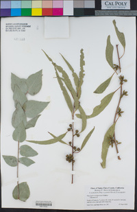 Eucalyptus bridgesiana image