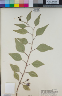 Eucalyptus caesia image