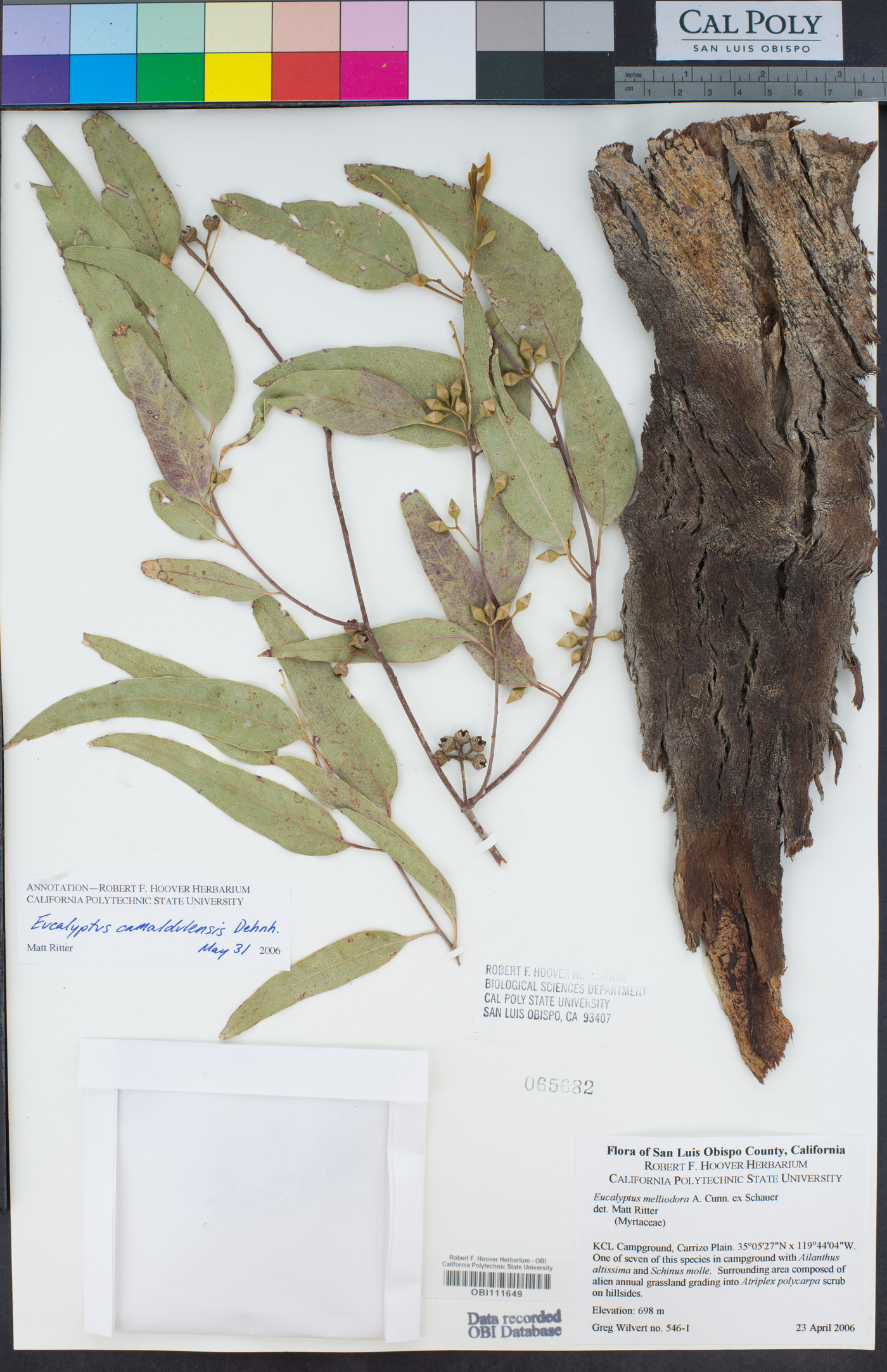 Eucalyptus melliodora image