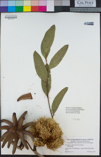 Eucalyptus conferruminata image