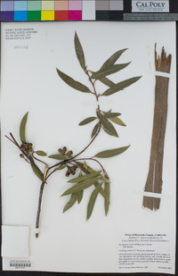 Image of Eucalyptus curtisii