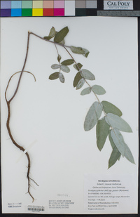 Eucalyptus globulus image