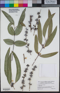 Eucalyptus gunnii image
