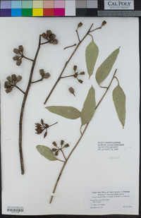 Eucalyptus incrassata image