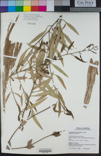 Eucalyptus leucoxylon image
