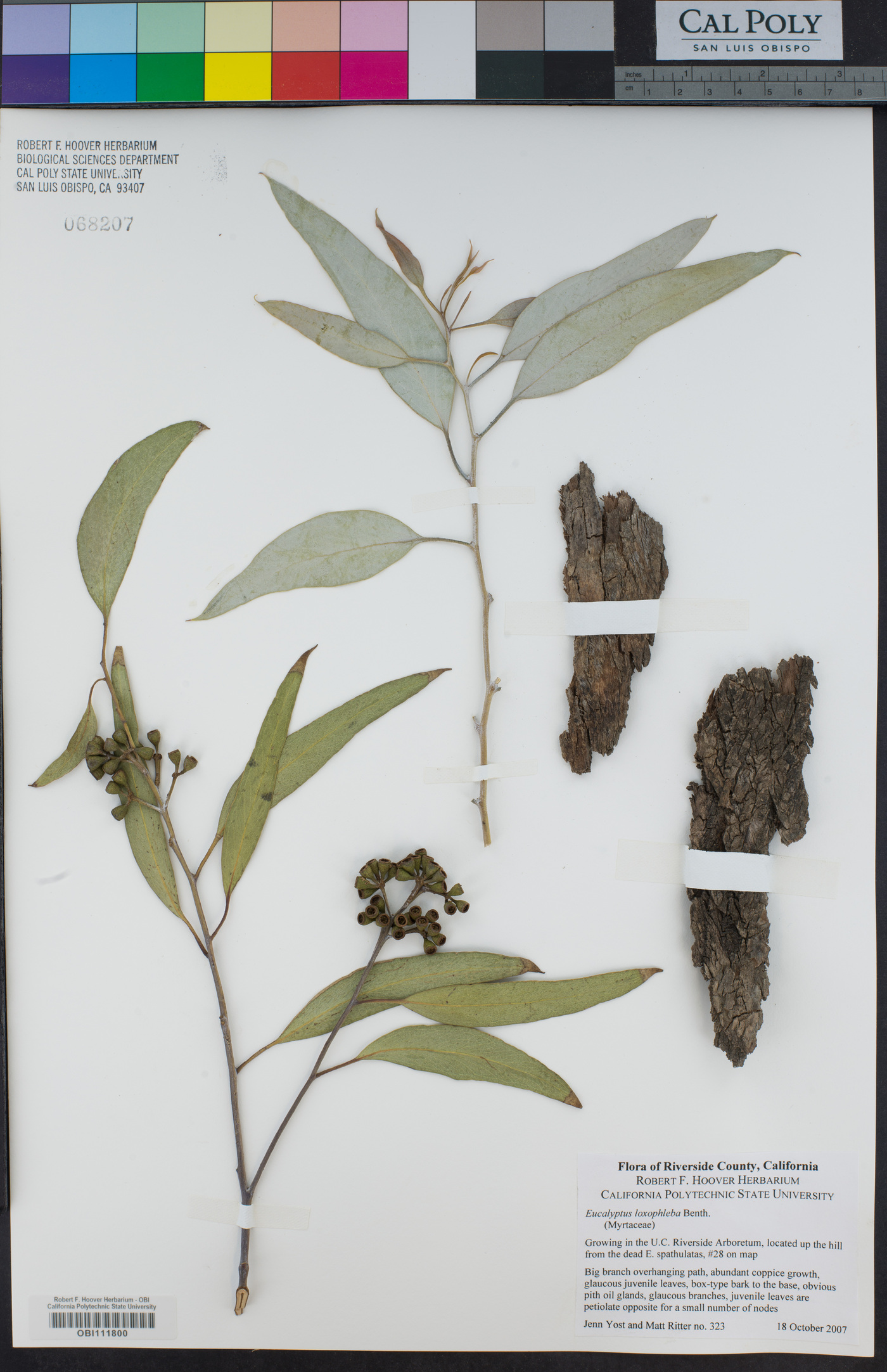 Eucalyptus loxophleba image