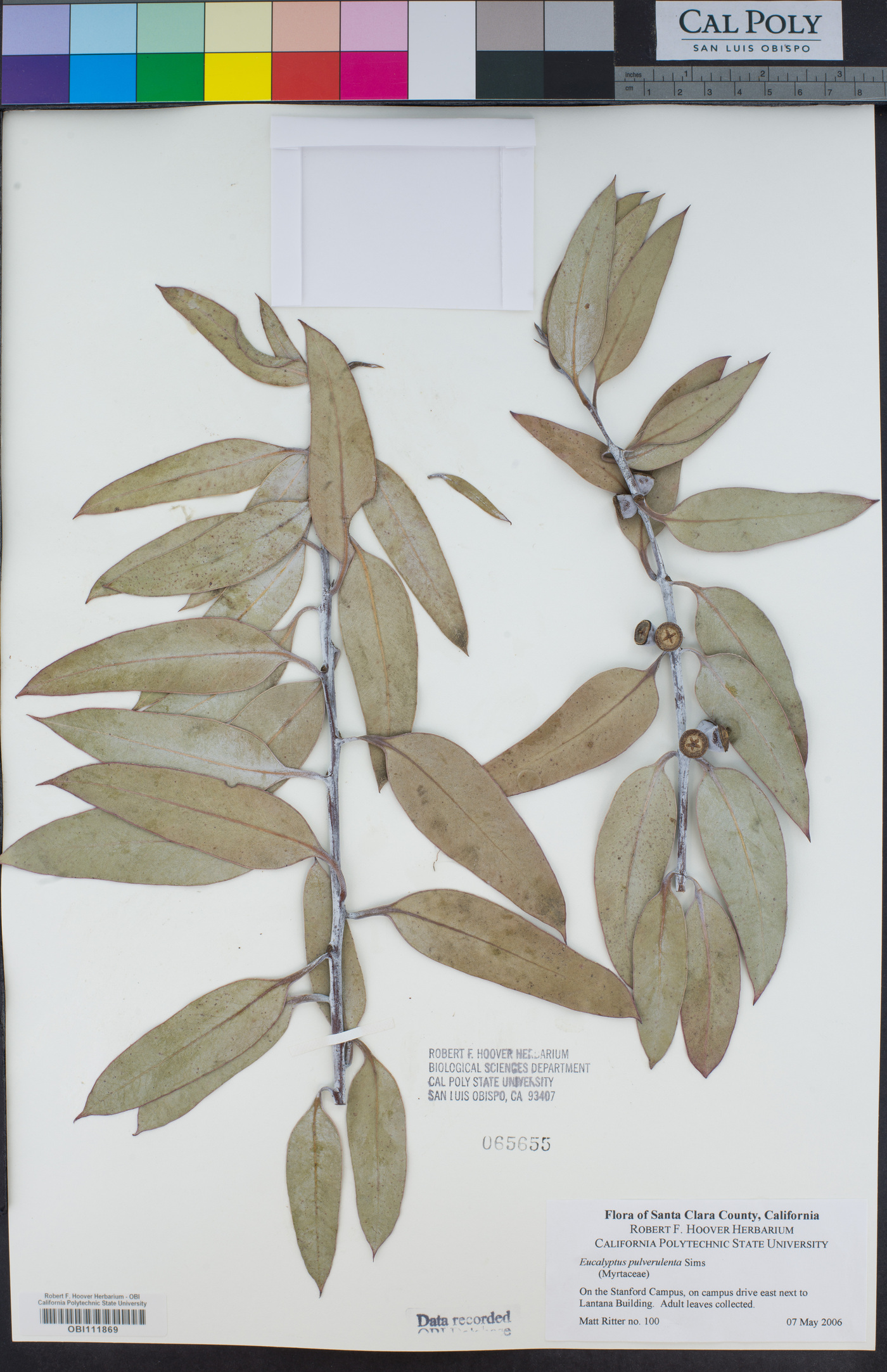 Eucalyptus pulverulenta image