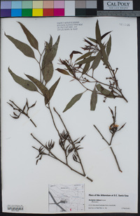 Eucalyptus redunca image