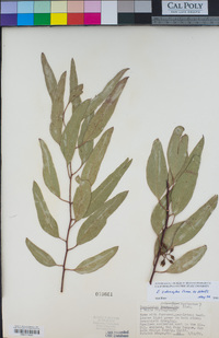 Eucalyptus sideroxylon image