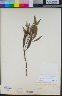 Eucalyptus sideroxylon image