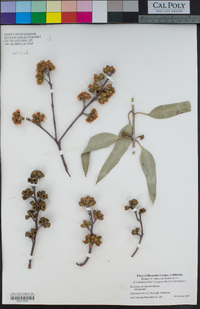 Eucalyptus stricklandii image