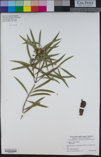 Eucalyptus viridis image