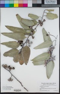 Image of Eucalyptus woodwardii