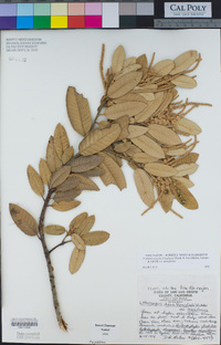 Notholithocarpus densiflorus image