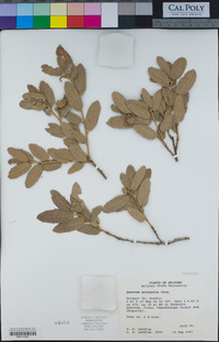 Quercus arizonica image