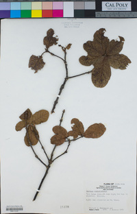 Quercus costaricensis image