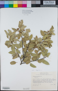 Quercus agrifolia image