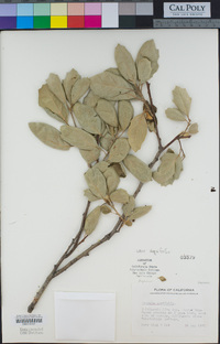 Quercus agrifolia image