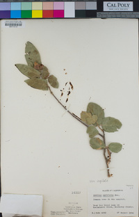 Quercus agrifolia image