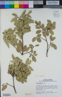 Quercus agrifolia var. agrifolia image